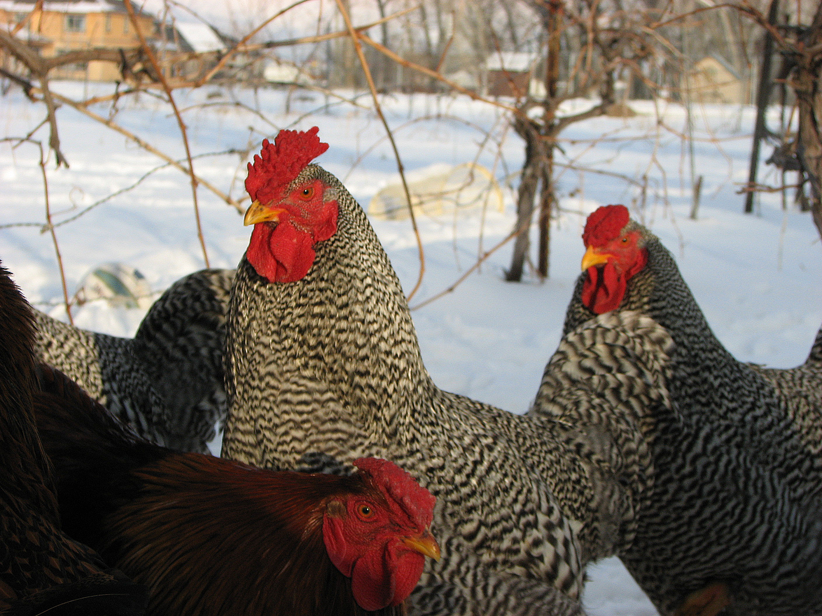 Dominique Cock 'Zeus' by Japan Breakfast