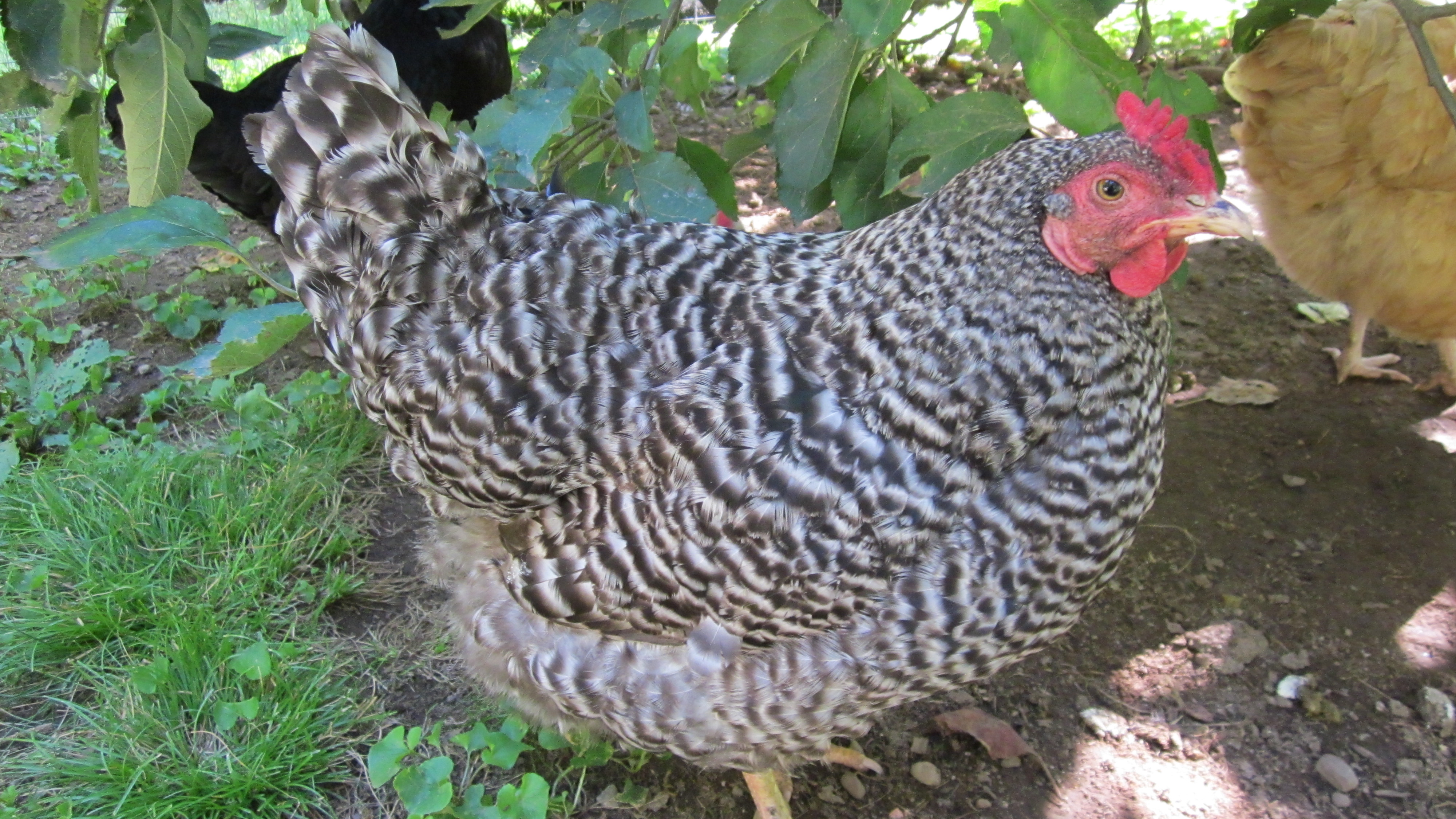 Dominique Hen