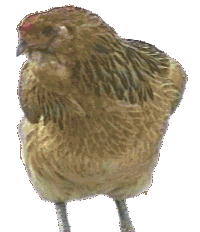 Photo of Red Ameraucana Hen