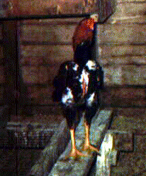 Photos by Matt Nicholas Saipan Cock