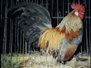 Blue Light Brown Dutch Cockerel