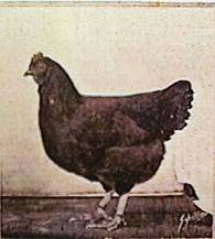 Rhode Island Red Champion Hen Painted by A.O. Schilling, 1949