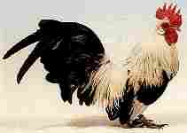 Silver Dutch Cock