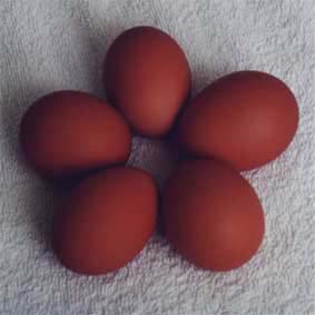 Welsummer Eggs