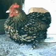 Photo of Golden Laced Cochin Bantam Hen