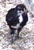 Photo of Black Araucana Chick